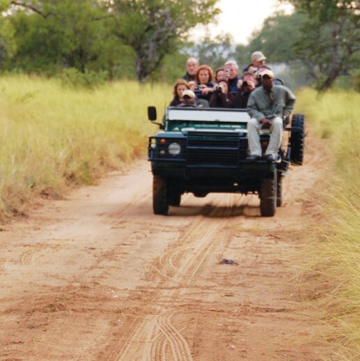 south africa safari \u0026 tours adventures by disneya lion walks ahead of a jeep filled with tourists
